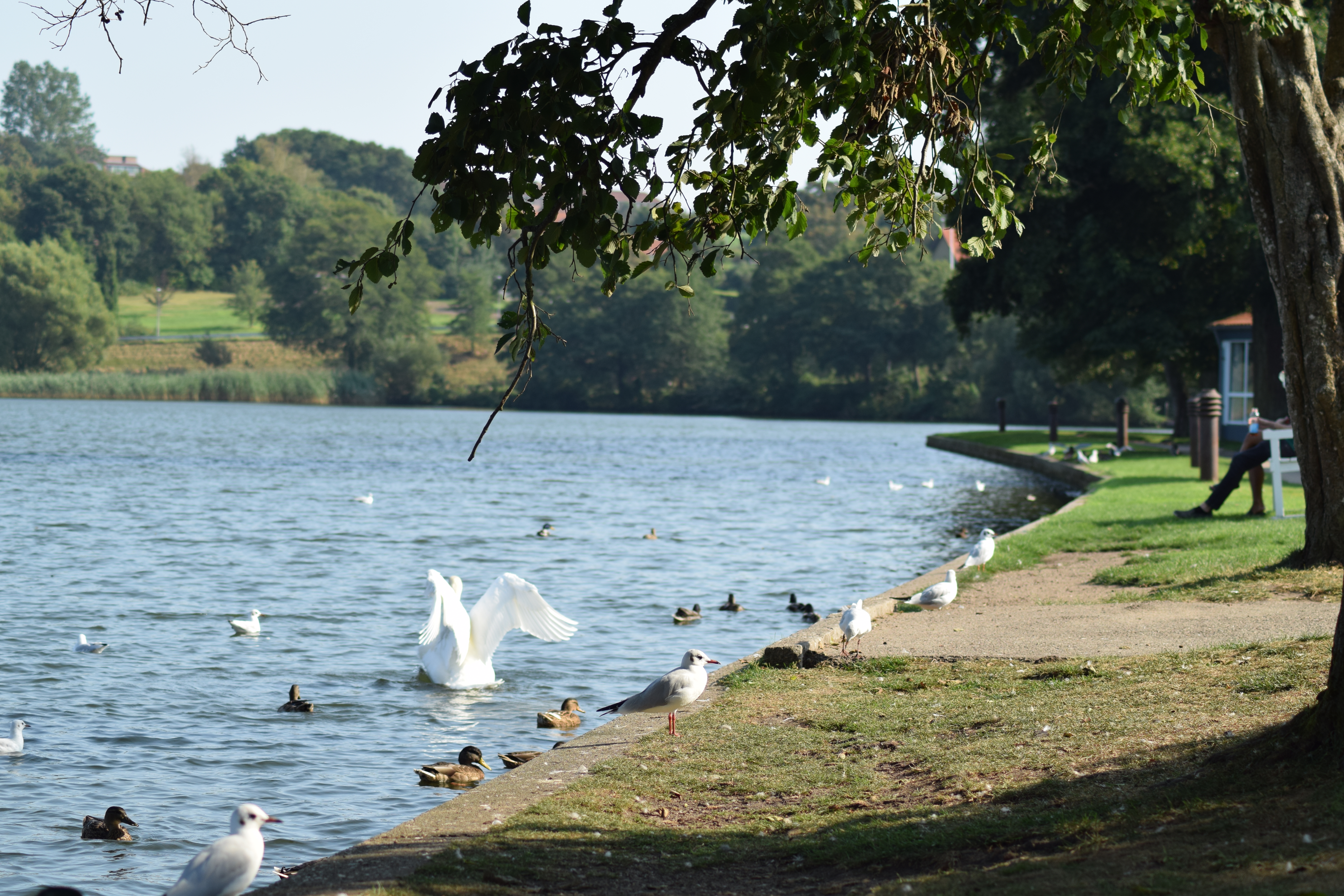 View for the lake in Viborg