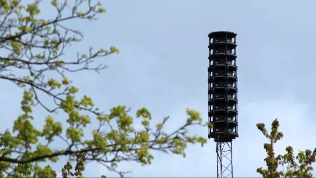 Mast med grene i forgrunden